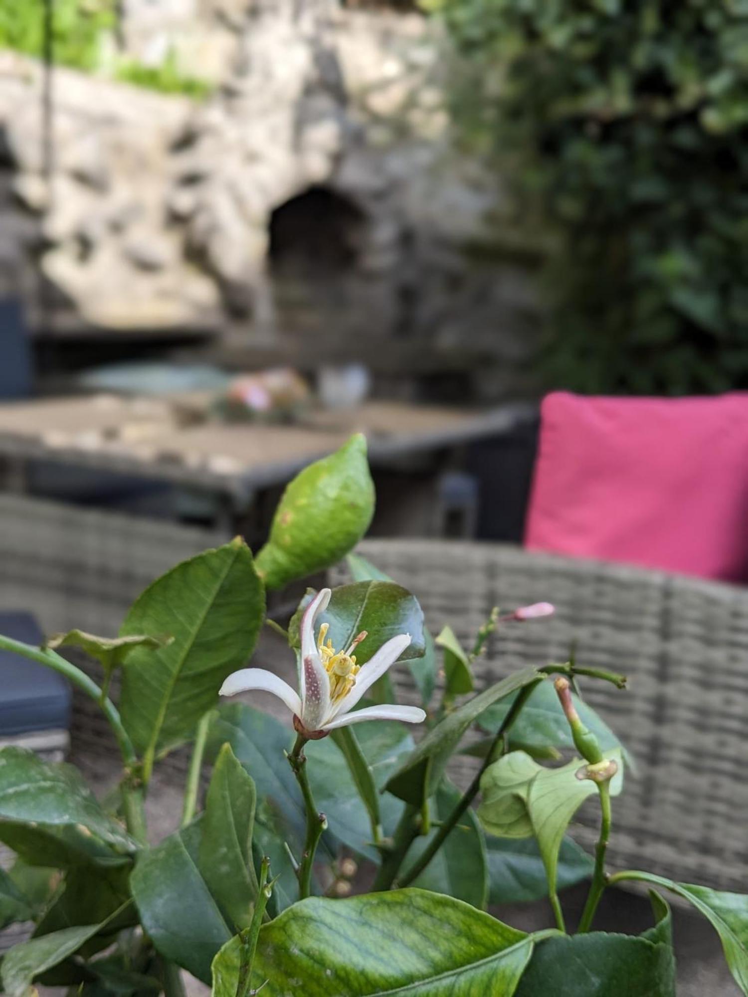 Waldblickwohnung Mit Schoener Terrasse Und Kamin Sebnitz Eksteriør billede